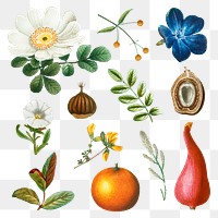 Fruit and flower png sticker vintage set hand drawn illustration