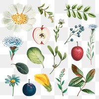 Fruit and flower png sticker vintage set hand drawn illustration