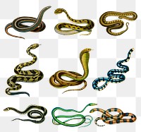 Vintage hand drawn snakes png, remix from artworks by Charles Dessalines D&#39;orbigny