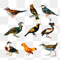 Vintage bird png set, remix from artworks by Charles Dessalines D'orbigny