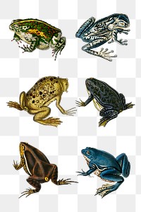 Vintage frog png set animal amphibian, remix from artworks by Charles Dessalines D'orbigny