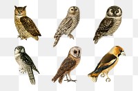 Vintage mixed owls png sticker drawing collection