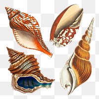 Png sticker seashell vintage illustration set