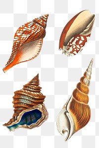 Png sticker seashell vintage illustration collection