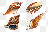 Colorful png seashells hand drawn vintage collection