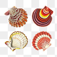 Png colorful seashell clipart set