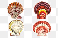 Seashells png colorful vintage clipart set