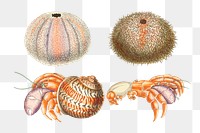 Marine animal illustration set png