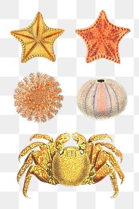 Png colorful sea animal collection