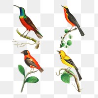 Birds png colorful vintage clipart set