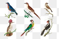 Png sticker birds vintage illustration collection