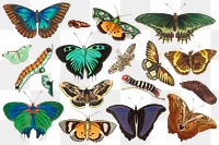 Colorful butterfly vintage set png