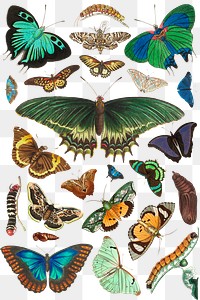 Png colorful butterfly vintage collection