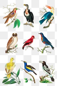 Colorful bird clipart collection png
