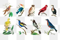 Birds png colorful vintage clipart set