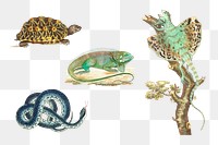 Colorful png reptile hand drawn vintage collection