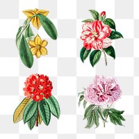 Tropical flowers psd botanical vintage illustration collection