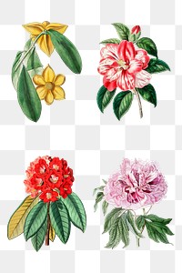 Blooming flowers png hand drawn floral illustration collection