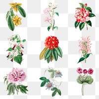 Tropical flowers psd botanical vintage illustration collection