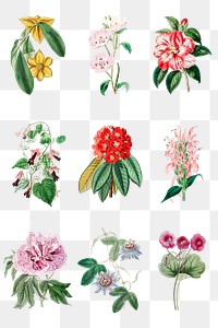 Flowers blossom png illustration hand drawn collection
