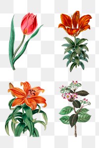 Vintage flowers png illustration botanical drawing set