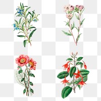Blooming flowers png hand drawn floral illustration set