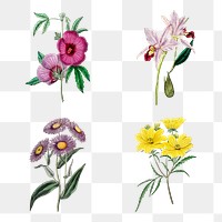 Summer flowers png illustration vintage set