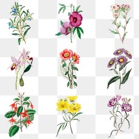 Vintage flowers png illustration floral drawing collection