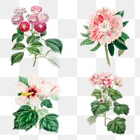 Vintage flowers png illustration botanical drawing collection