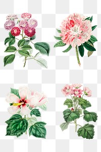 Blooming flowers png hand drawn floral illustration collection