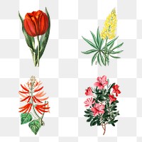 Blooming flowers png hand drawn floral illustration mixed
