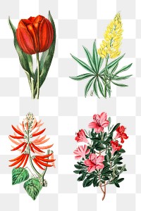 Flowers png vintage botanical illustration set