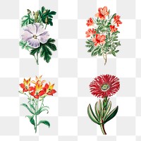 Vintage flowers png illustration floral drawing mixed
