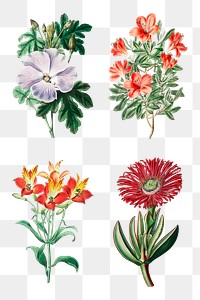 Summer flowers png illustration vintage collection
