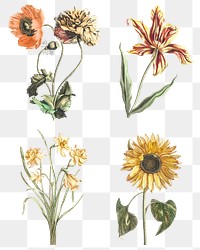 Vintage flower png sticker hand drawn illustration set