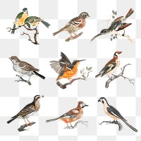 Hand drawn bird png sticker vintage illustration set