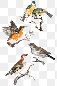 Hand drawn bird png sticker vintage illustration set