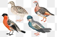 Hand drawn bird png sticker vintage illustration set