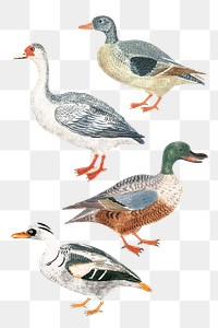 Mallard duck png animal sticker vintage hand drawn illustration set