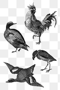 BW duck and bird png animal sticker vintage hand drawn illustration