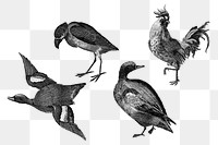 BW duck and bird png animal sticker vintage hand drawn illustration