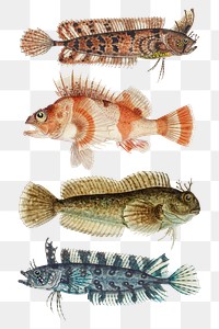 Vintage fish png sea animal drawing illustration collection