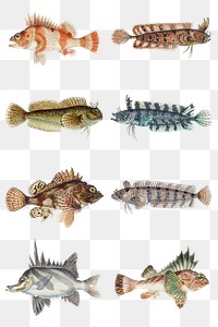 Ocean life fish png vintage clipart illustration mixed