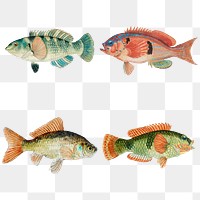 Vintage fish aquatic animal png illustration collection