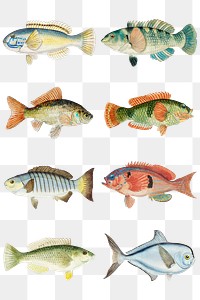 Antique drawing fish png marine life illustrated drawing set