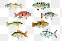 Vintage fish png marine life illustrated drawing collection