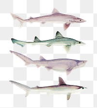 Antique fish sharks png illustration drawing clipart collection
