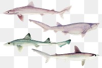 Vintage sharks png collection drawing clipart