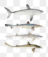 Vintage sharks aquatic animals png illustration mixed