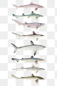 Antique drawing sharks png marine life illustrated drawing collection